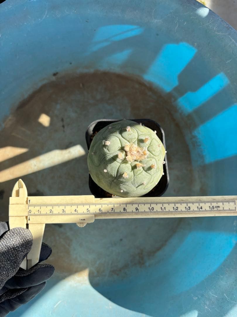 ロホホラ・翠冠玉・現地球【塊根植物・銀冠玉】