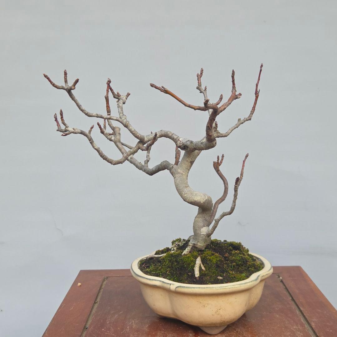 姫りんご　[模様木]　貴風盆栽素材