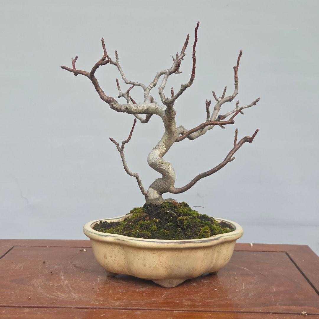 姫りんご　[模様木]　貴風盆栽素材