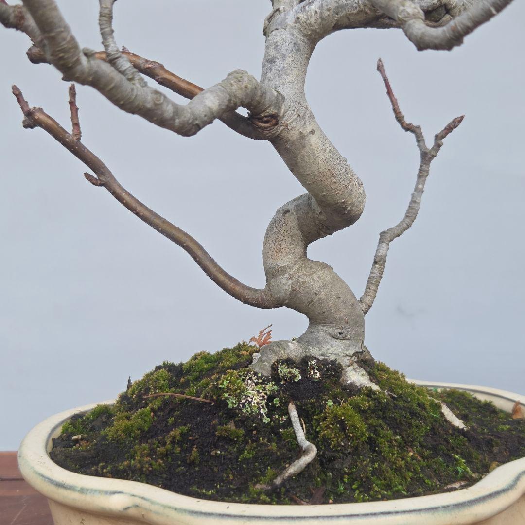 姫りんご　[模様木]　貴風盆栽素材