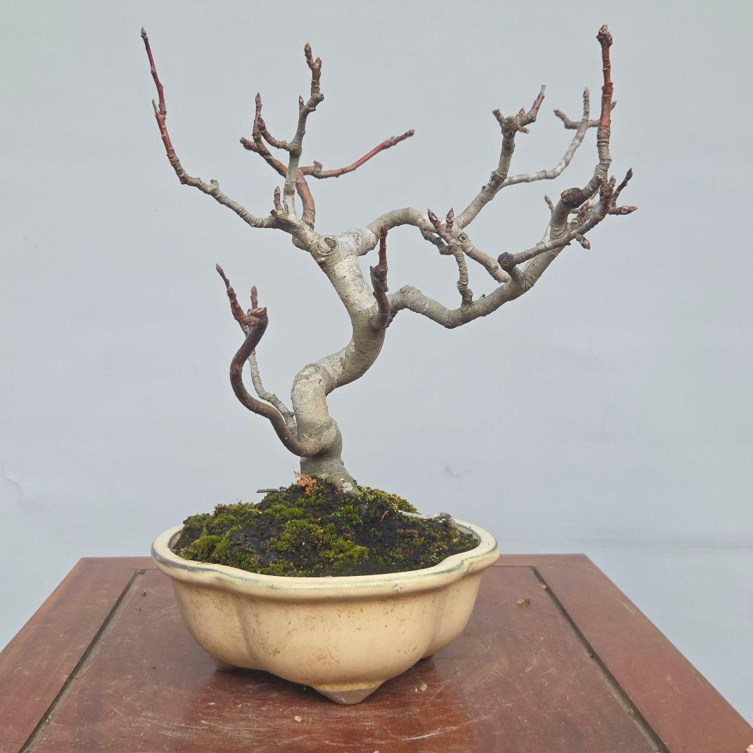 姫りんご　[模様木]　貴風盆栽素材