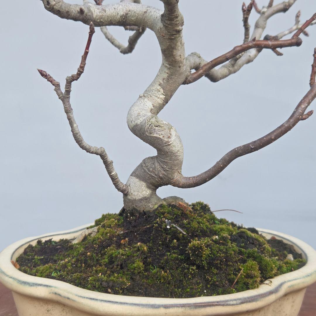 姫りんご　[模様木]　貴風盆栽素材