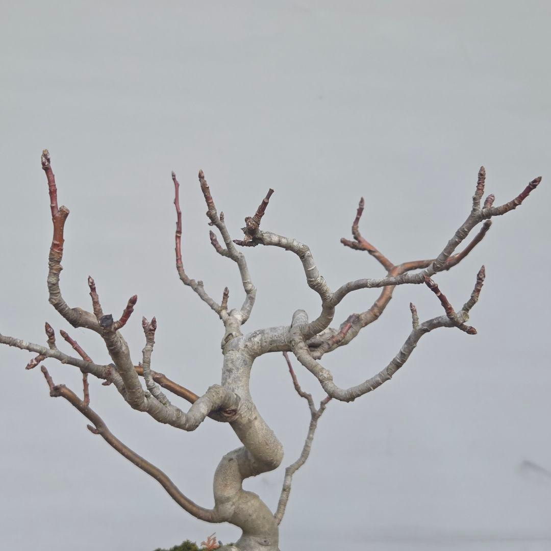 姫りんご　[模様木]　貴風盆栽素材