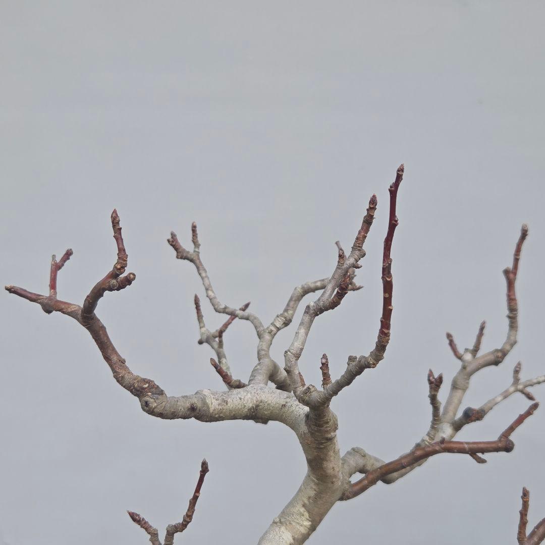 姫りんご　[模様木]　貴風盆栽素材