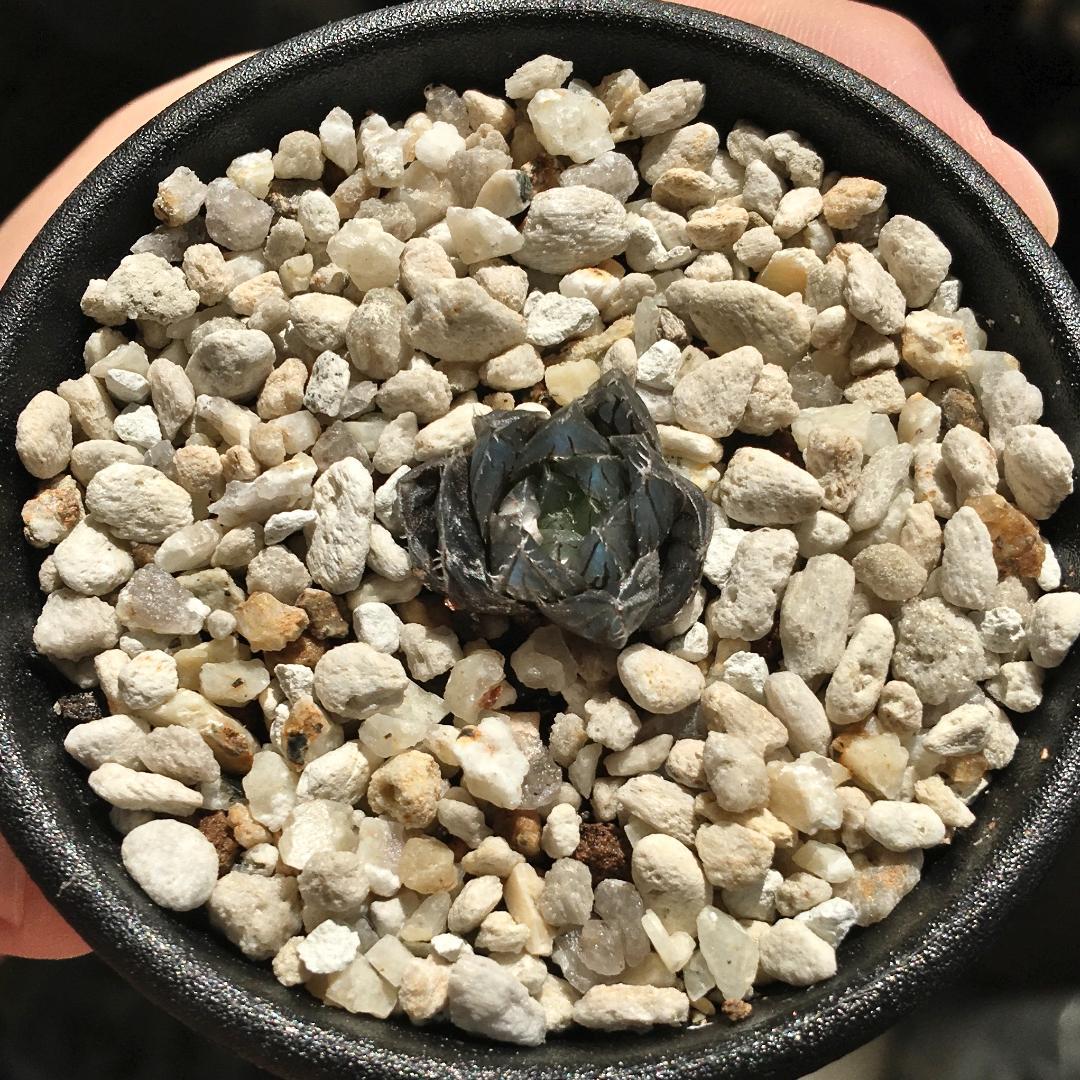 期間限定出品！】ハオルチア 「出藍」 H. 'Shutsuran' 多肉植物 - メルカリ