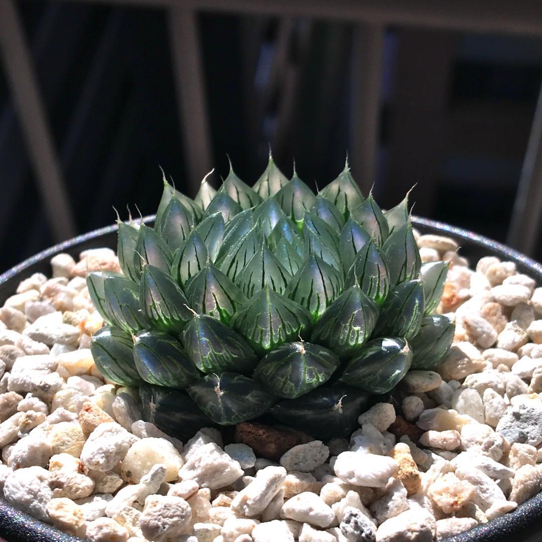 期間限定出品！】ハオルチア 「出藍」 H. 'Shutsuran' 多肉植物 - メルカリ