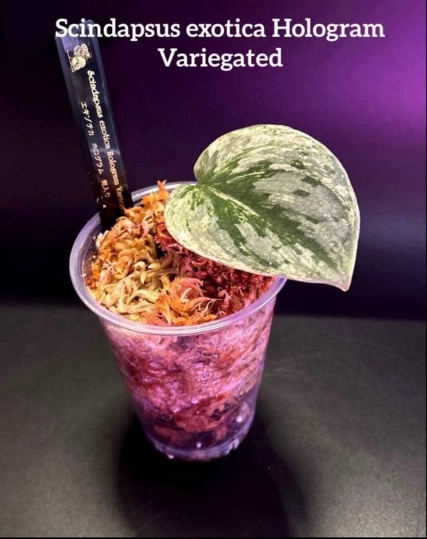 スキンダプサス 綺麗な斑入り セットL1 - メルカリ