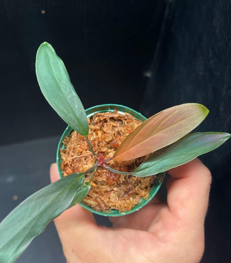 Homalomena sp. “濡烏” 【LA0518-02】　熱帯植物