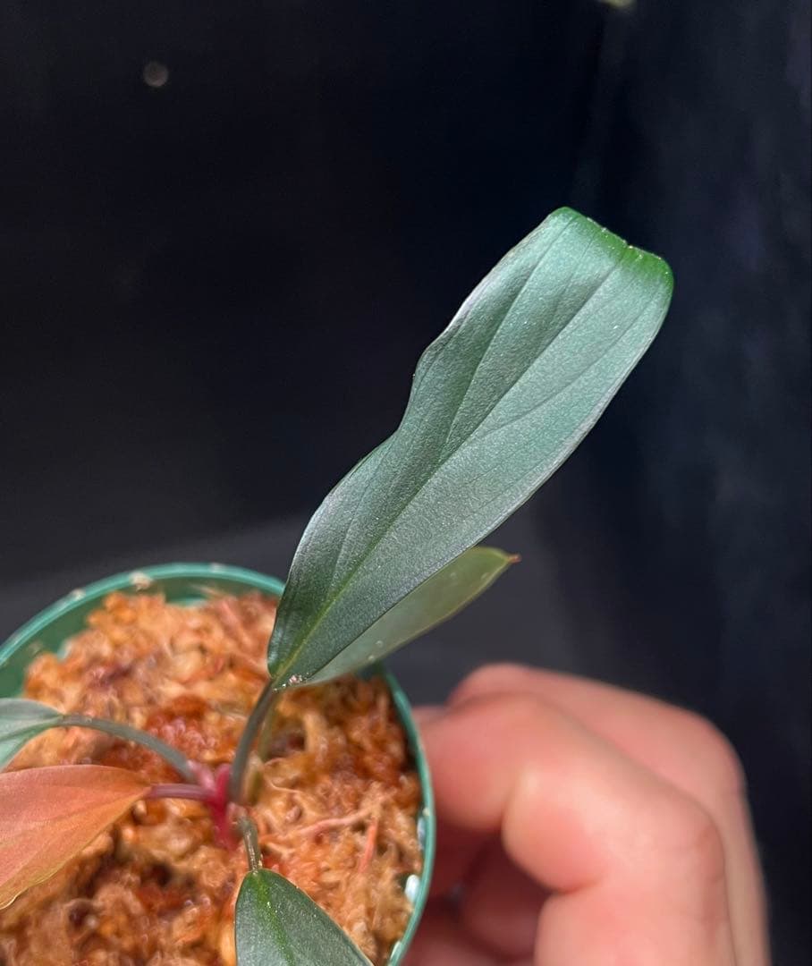 Homalomena sp. “濡烏” 【LA0518-02】　熱帯植物