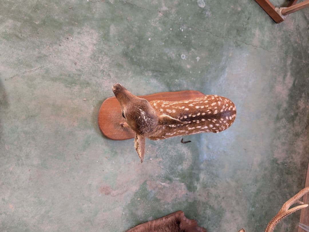 シカの置物 約30cm