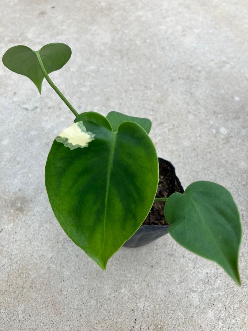 モンステラ斑入り　デリシオーサ実生苗　10鉢セット