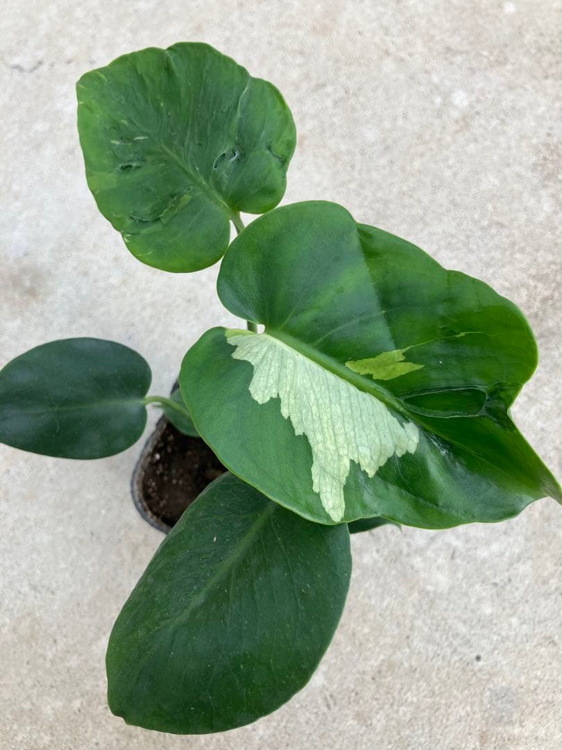 モンステラ斑入り　デリシオーサ実生苗　10鉢セット