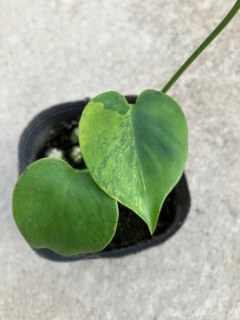 モンステラ斑入り　デリシオーサ実生苗　10鉢セット