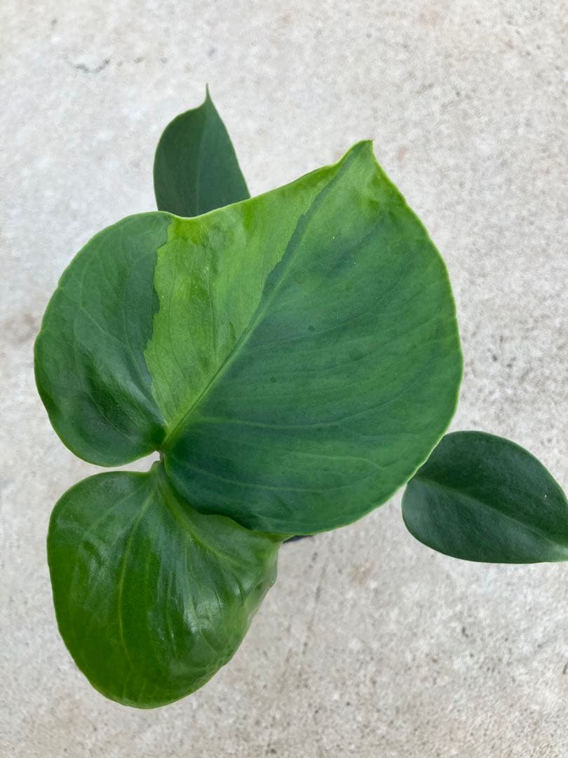 モンステラ斑入り　デリシオーサ実生苗　10鉢セット