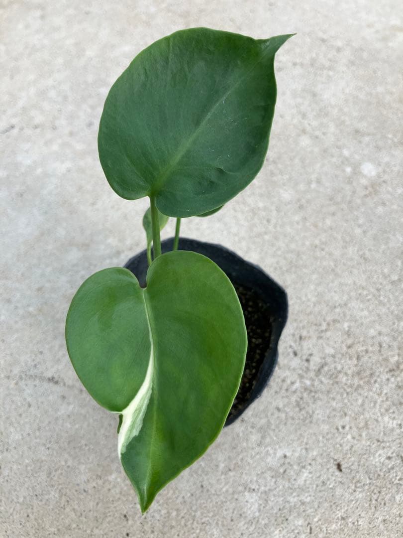 モンステラ斑入り　デリシオーサ実生苗　10鉢セット