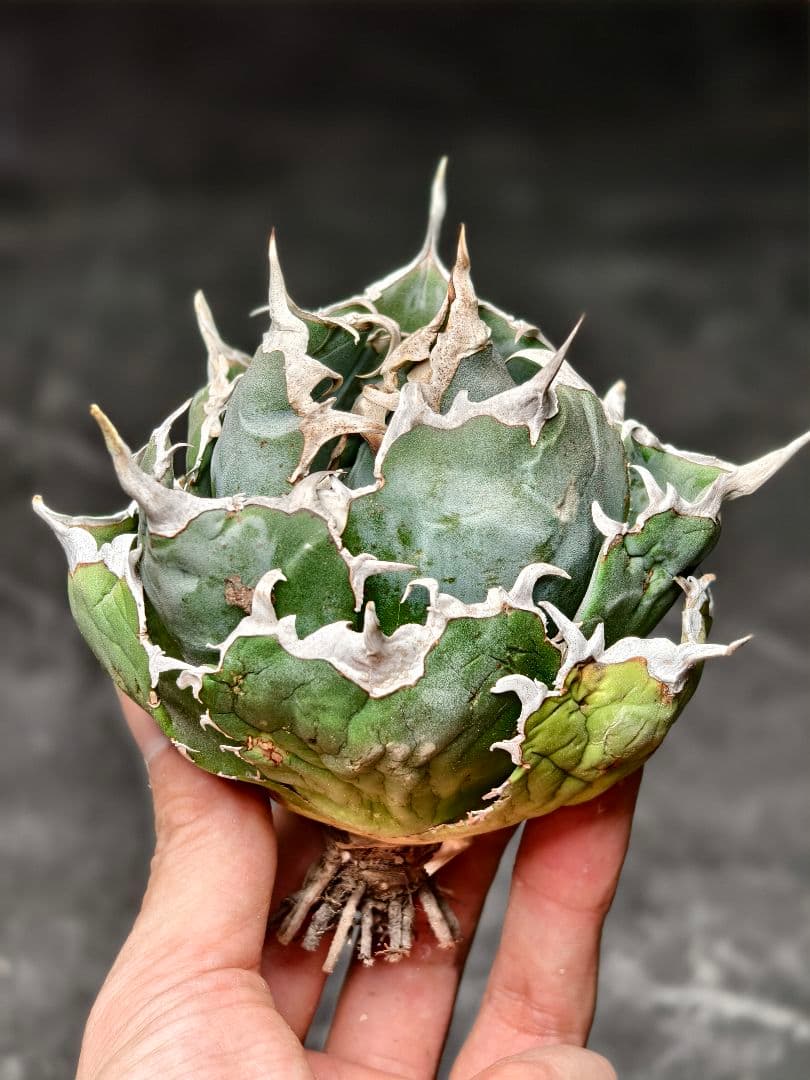 1.アガベAgave 牡丹葉白鯨 極上強棘陽炎狂刺 大甲蓋球形包葉形 極上美