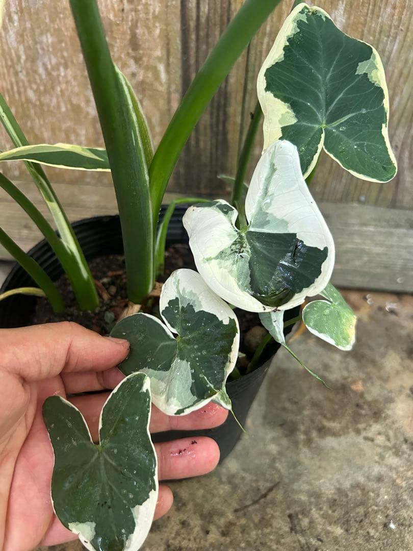 アロカシア スティングレイ【マンタ】斑入り - メルカリ