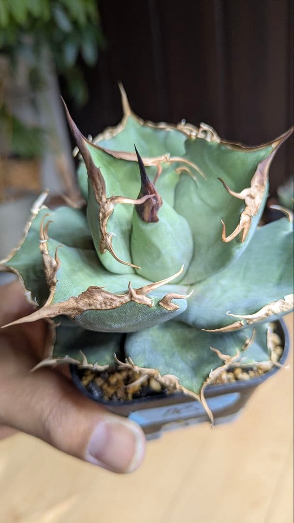 【選抜】アガベ　肥　ikoriさん選抜　チタノタ　オテロイ　検)実生　ノーネーム