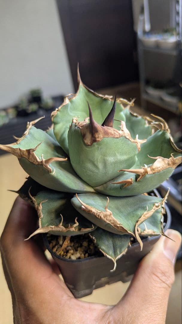 【選抜】アガベ　肥　ikoriさん選抜　チタノタ　オテロイ　検)実生　ノーネーム