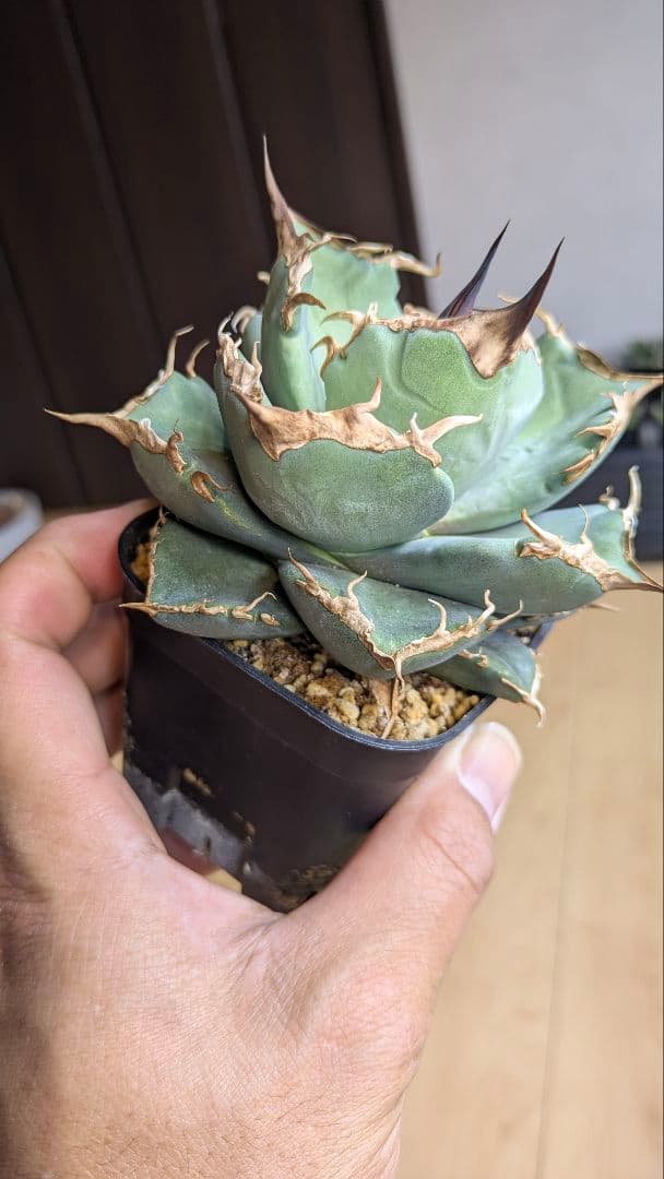 【選抜】アガベ　肥　ikoriさん選抜　チタノタ　オテロイ　検)実生　ノーネーム