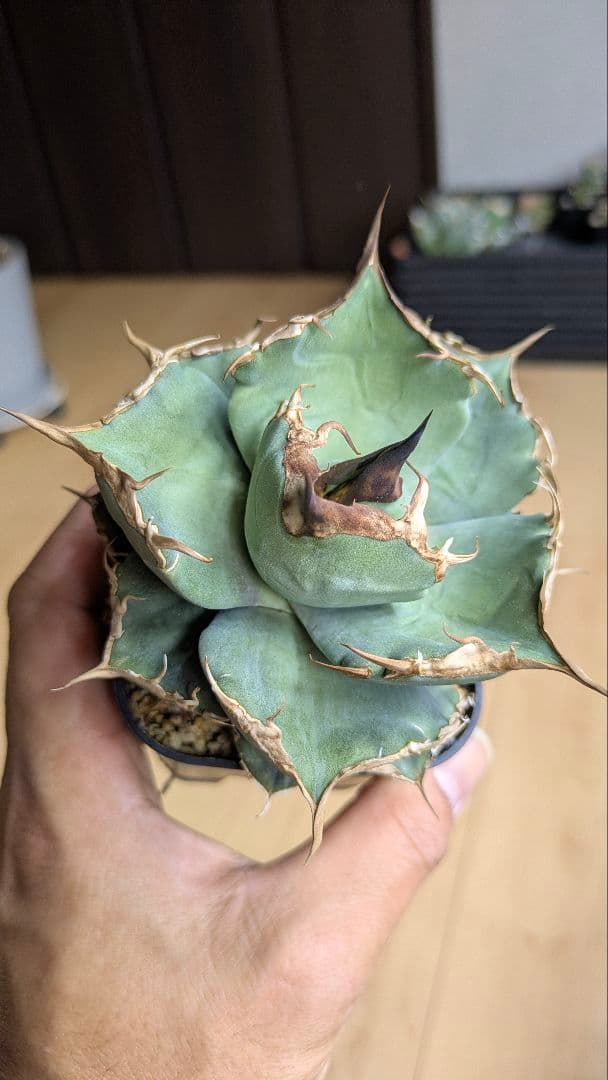 【選抜】アガベ　肥　ikoriさん選抜　チタノタ　オテロイ　検)実生　ノーネーム