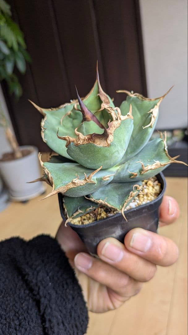 【選抜】アガベ　肥　ikoriさん選抜　チタノタ　オテロイ　検)実生　ノーネーム