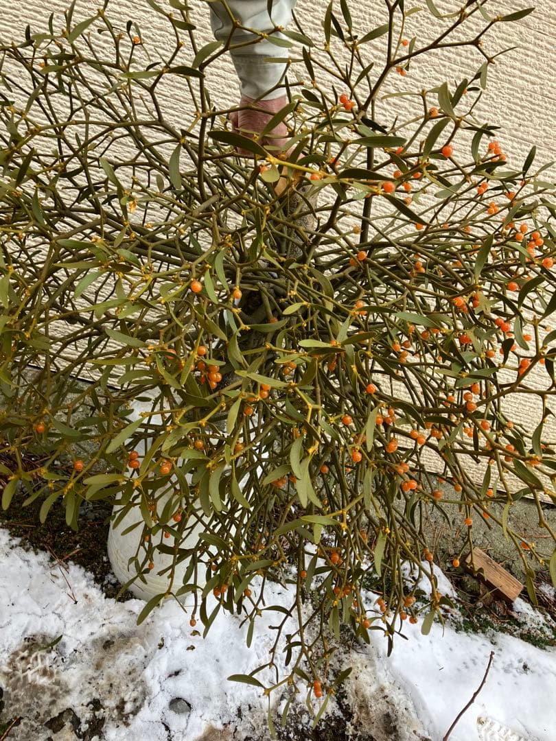 B6希少　縁起物　大型親木ヤドリギ　 ★綺麗な実たくさん❗️