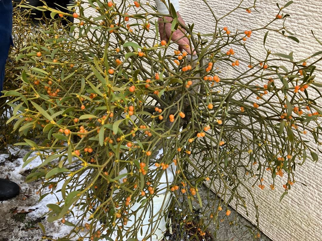 B6希少　縁起物　大型親木ヤドリギ　 ★綺麗な実たくさん❗️