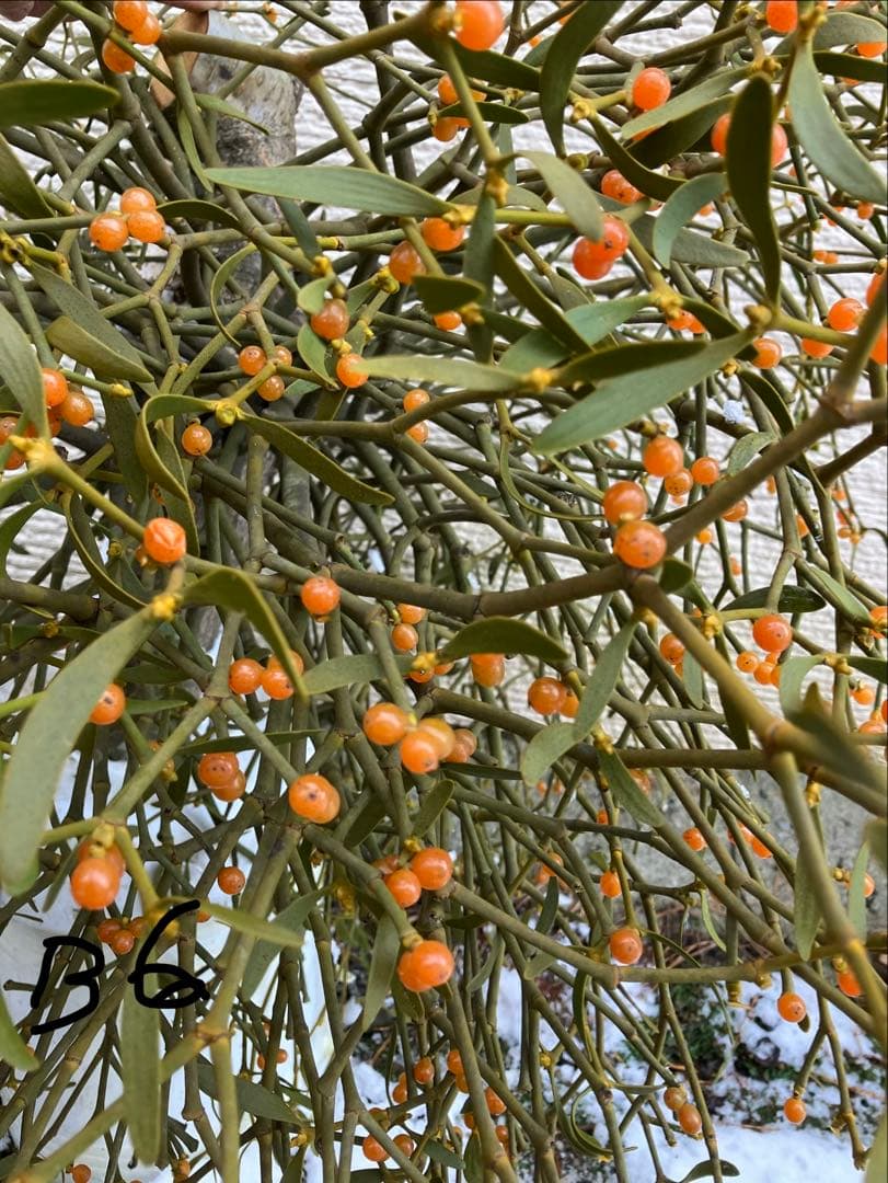 B6希少　縁起物　大型親木ヤドリギ　 ★綺麗な実たくさん❗️