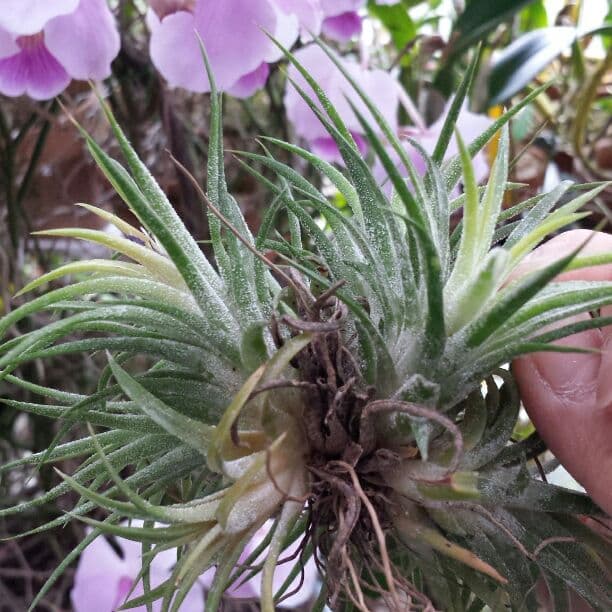 エアープランツ　イオナンタ　確認用