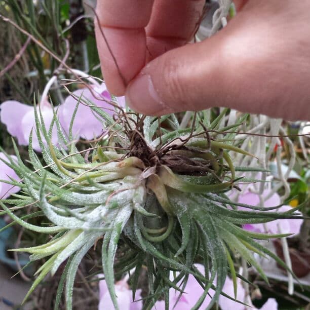 エアープランツ　イオナンタ　確認用