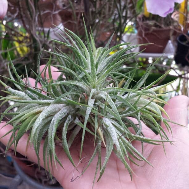 エアープランツ　イオナンタ　確認用