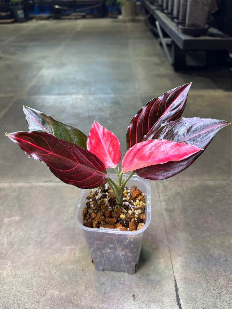 Aglaonema khan mak racha super red var. - メルカリ