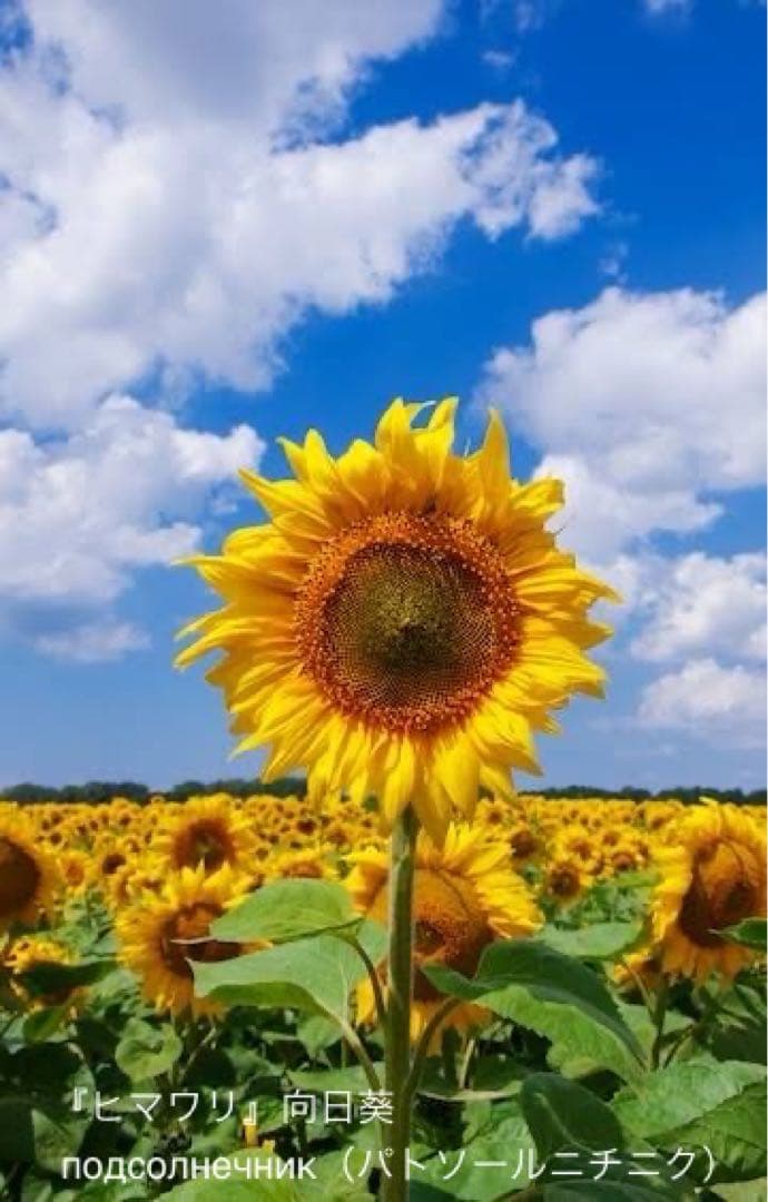 ロシア雑貨☆イースターエッグ型マトリョーシカ5Pフラワーバスケット カービング