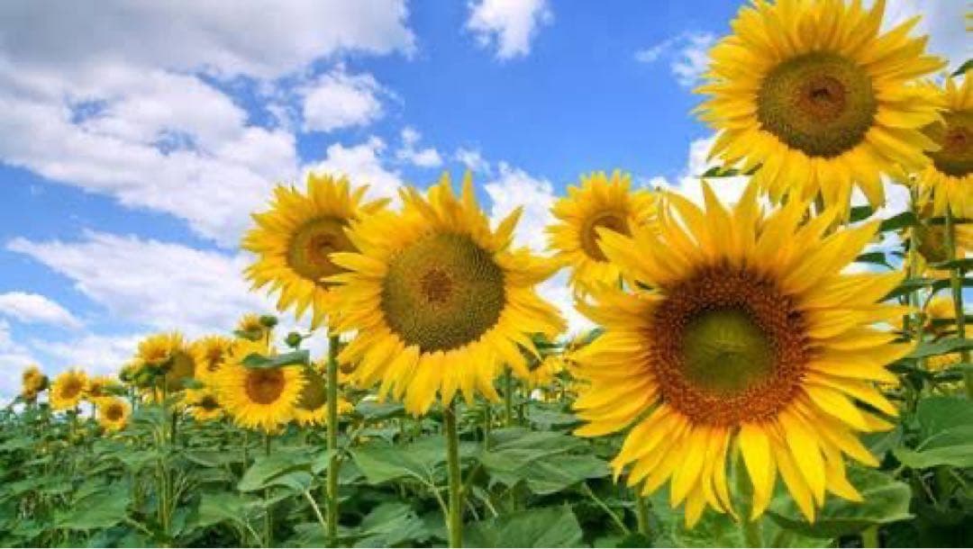 ロシア雑貨☆イースターエッグ型マトリョーシカ5Pフラワーバスケット カービング