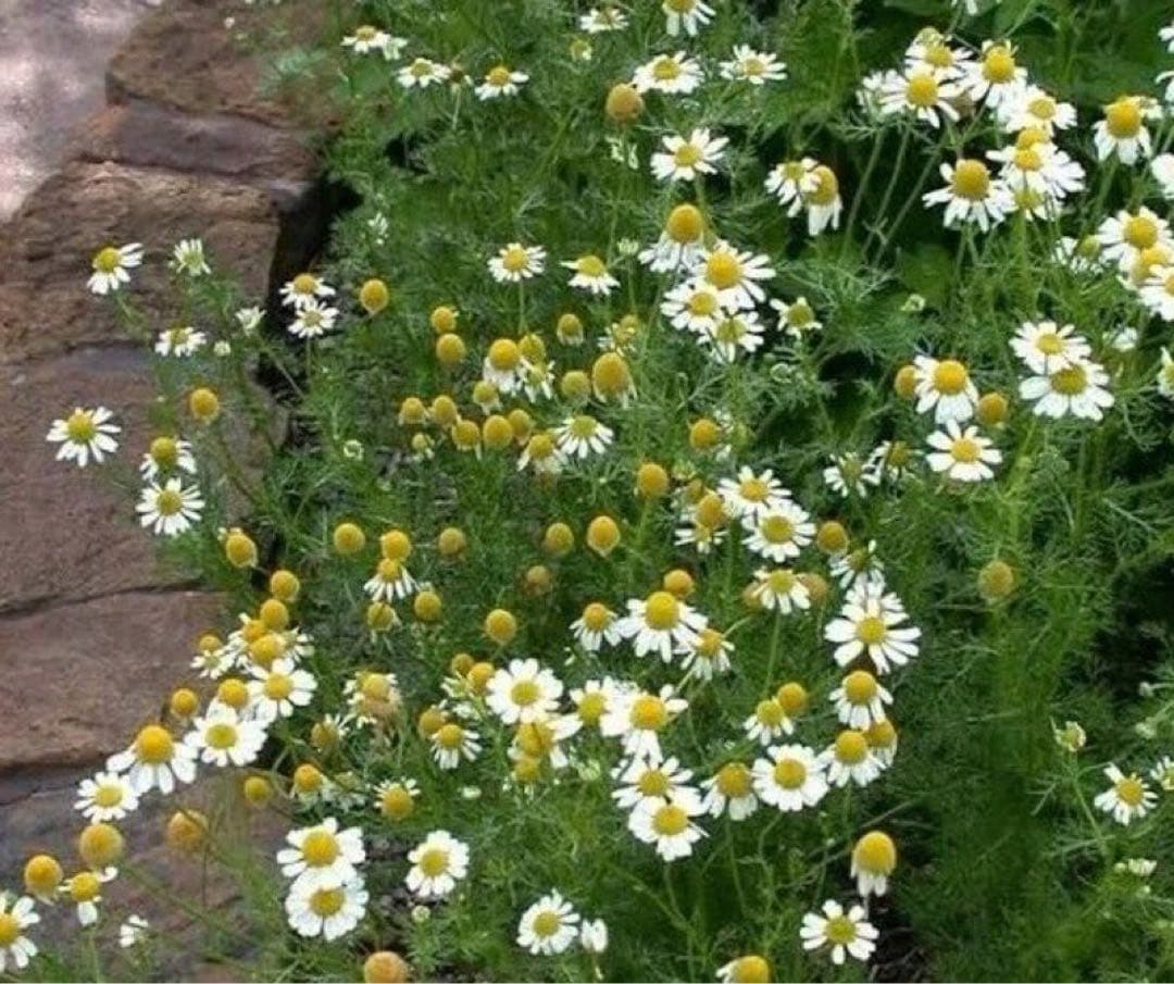 ロシア雑貨☆イースターエッグ型マトリョーシカ5Pフラワーバスケット カービング