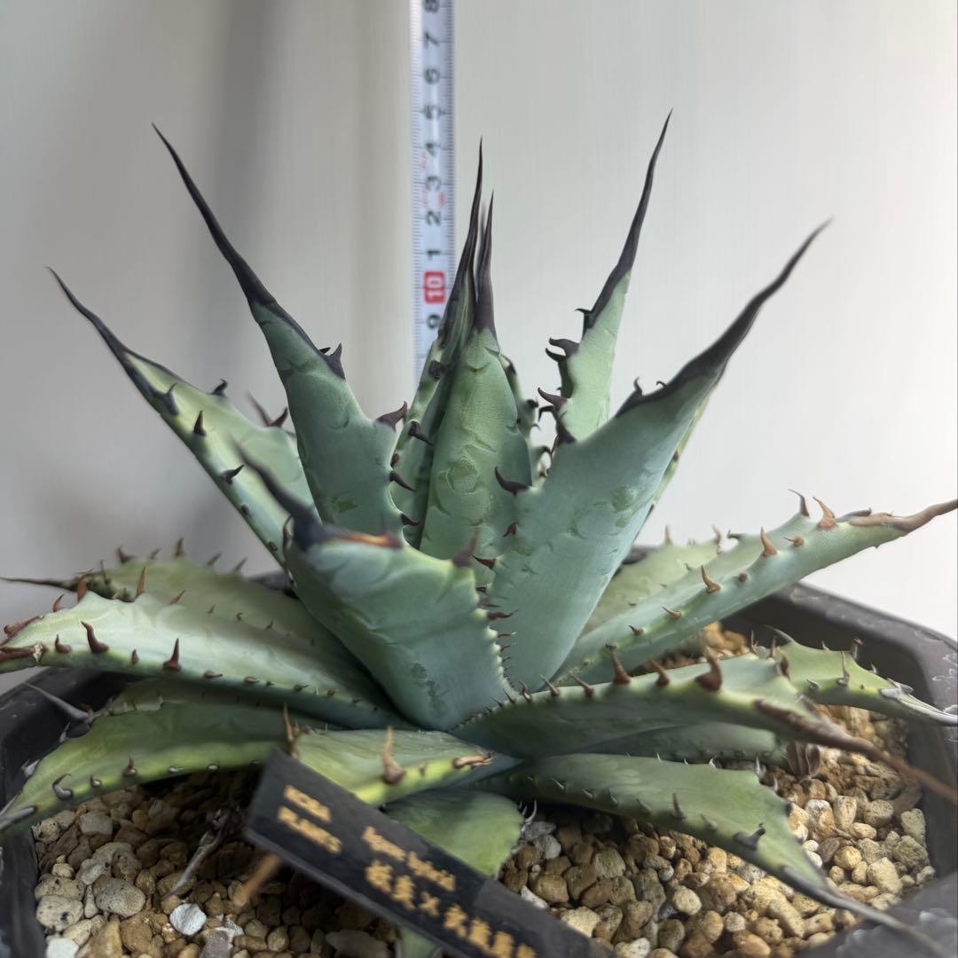 アガベ　ハイブリッド　 妖炎×武蔵厳龍　大株