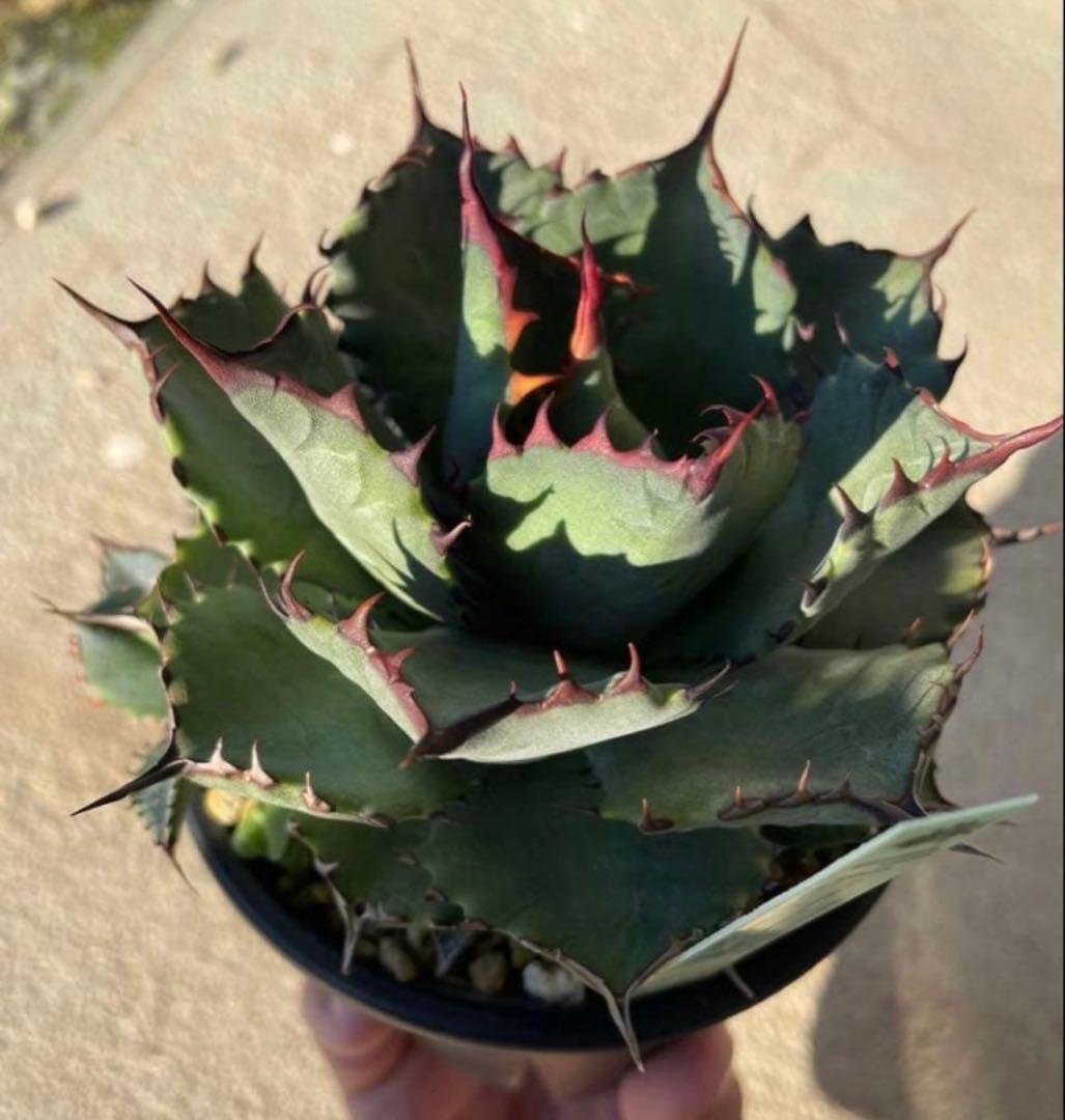 アガベ　ハイブリッド　コンフェデレートローズ×チタノタ Dennis産
