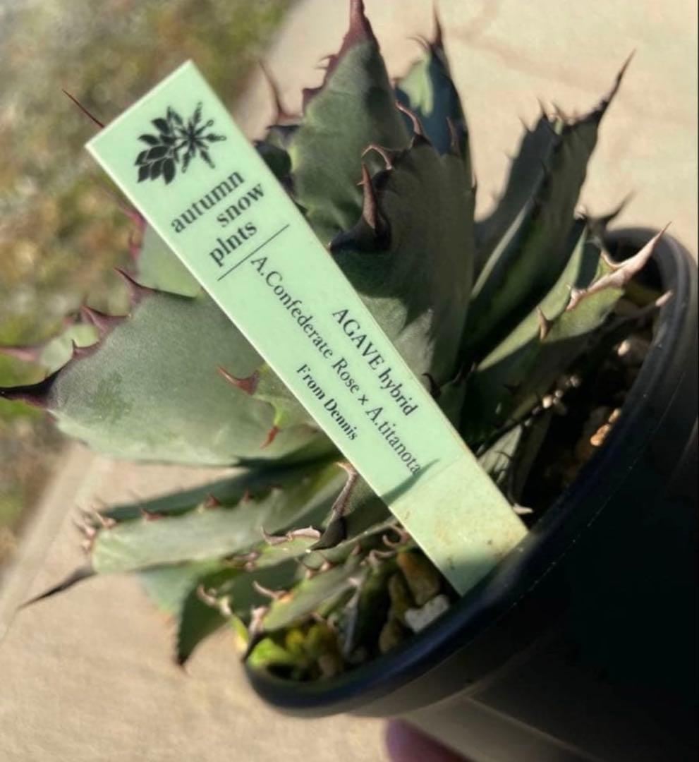 アガベ　ハイブリッド　コンフェデレートローズ×チタノタ Dennis産