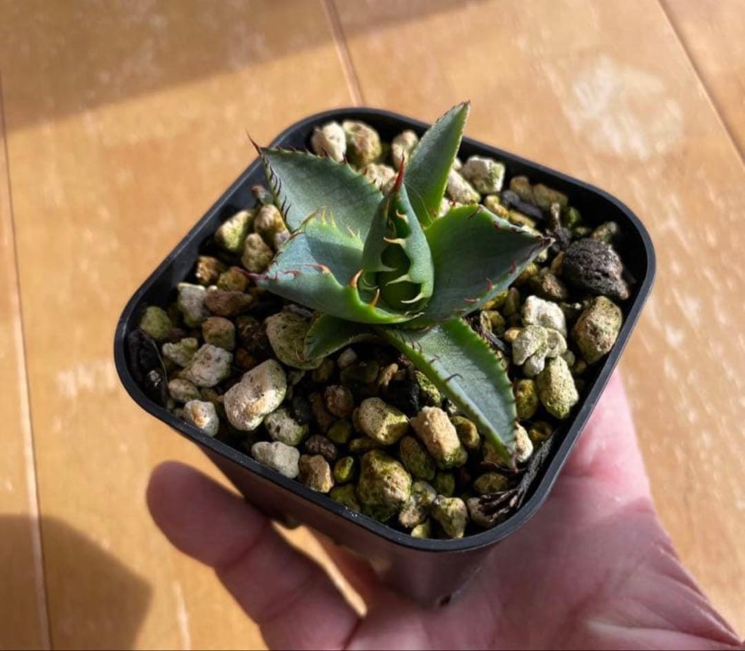 アガベ　ハイブリッド　コンフェデレートローズ×チタノタ Dennis産