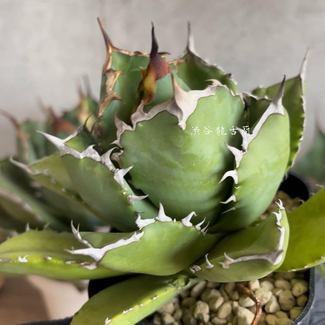 アガベ チタノタ Queen/クイーン イラン産 極上株 - メルカリ