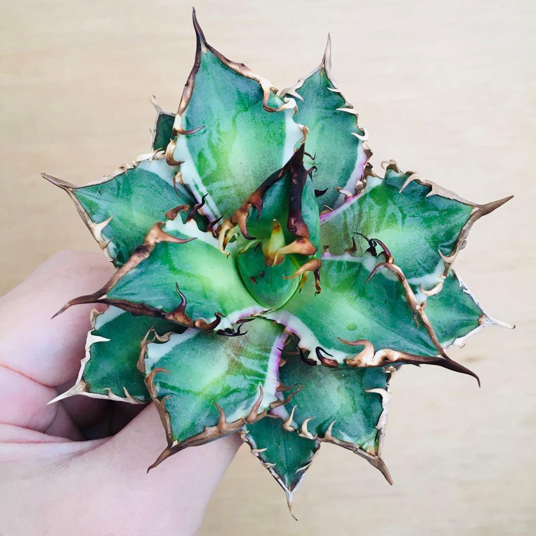 【稀少】1 レッドキャットウィーズル錦 多色斑 極上強棘 TC アガベ チタノタ