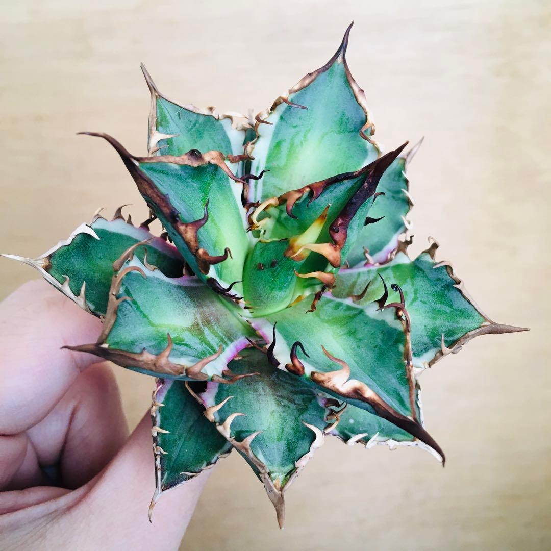 【稀少】1 レッドキャットウィーズル錦 多色斑 極上強棘 TC アガベ チタノタ