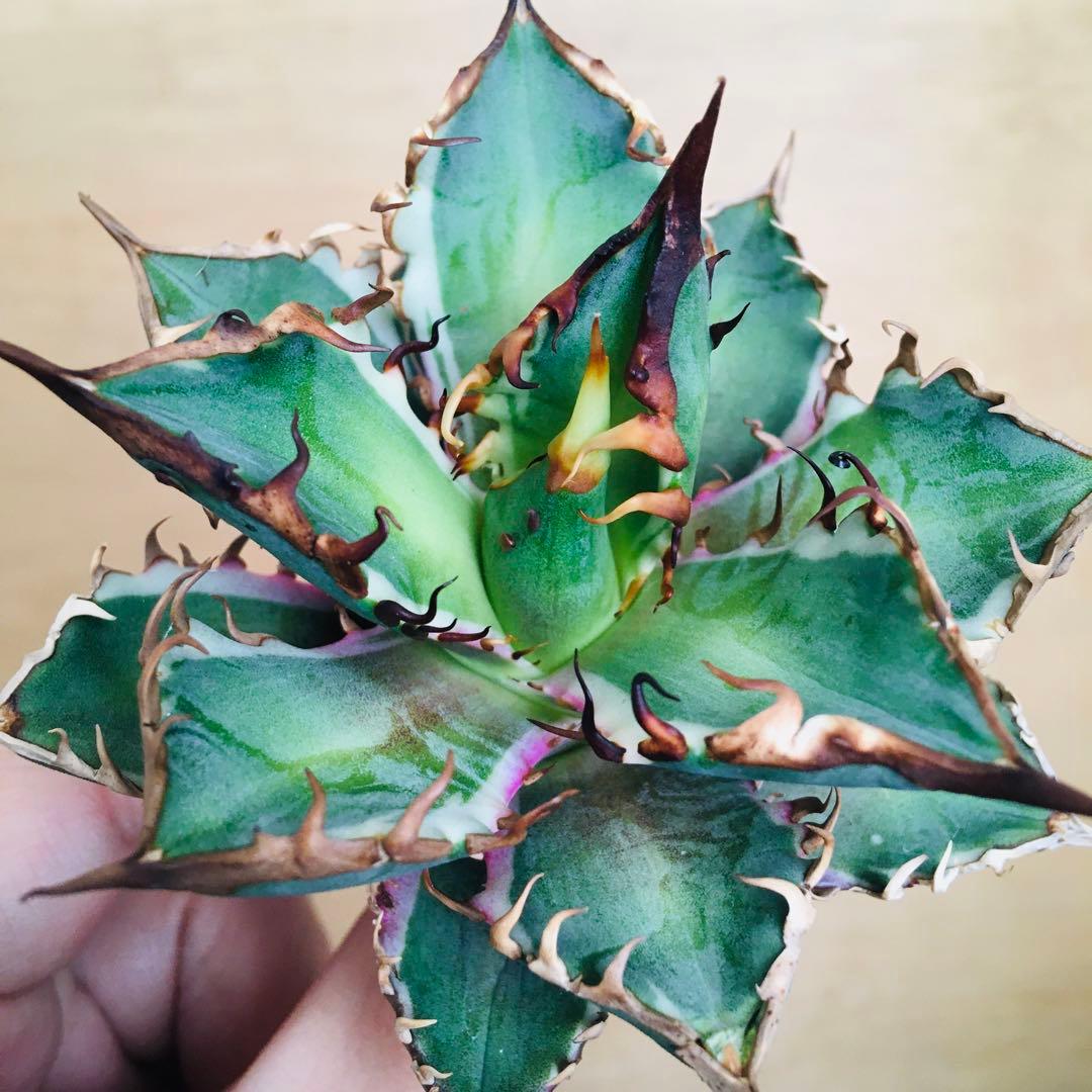 【稀少】1 レッドキャットウィーズル錦 多色斑 極上強棘 TC アガベ チタノタ