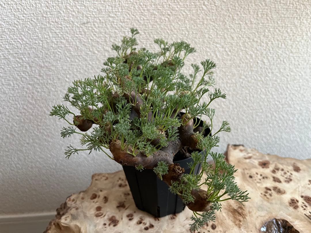 モンソニア ムルチフィダ　サルコカウロン ムルチフィズム　発根済　現地株