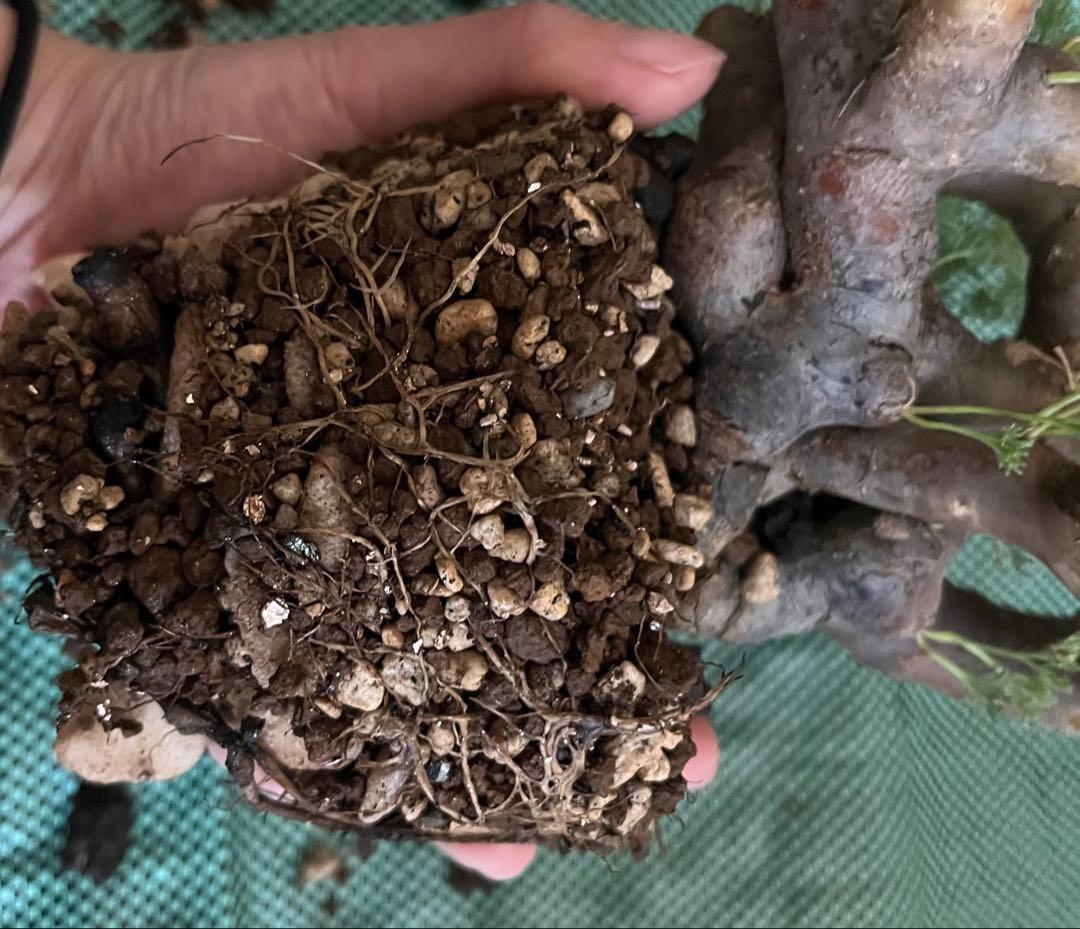 モンソニア ムルチフィダ　サルコカウロン ムルチフィズム　発根済　現地株