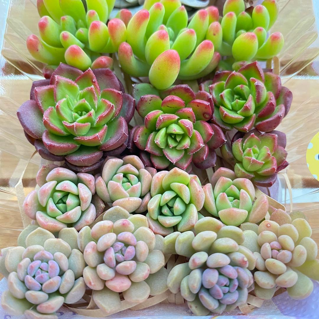 66 多肉植物 多肉弁当 詰め合わせ 寄せ植え セット カット苗 韓国苗