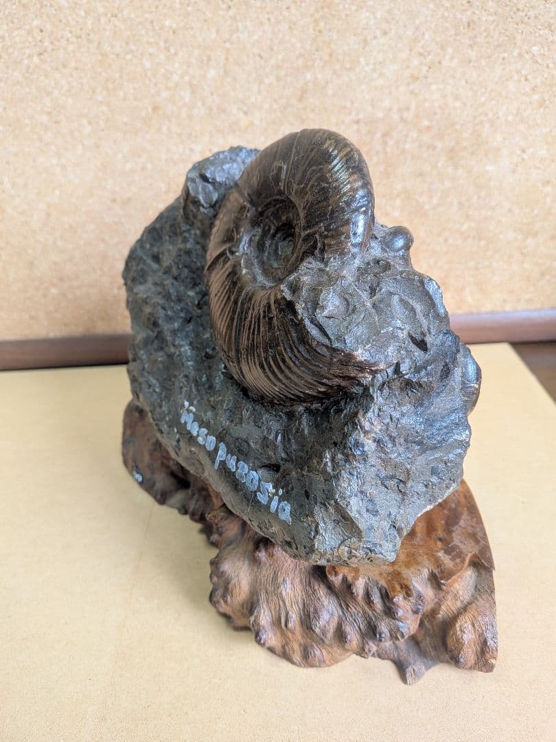 アンモナイト化石 10.0㎝.背面にもあります(299)