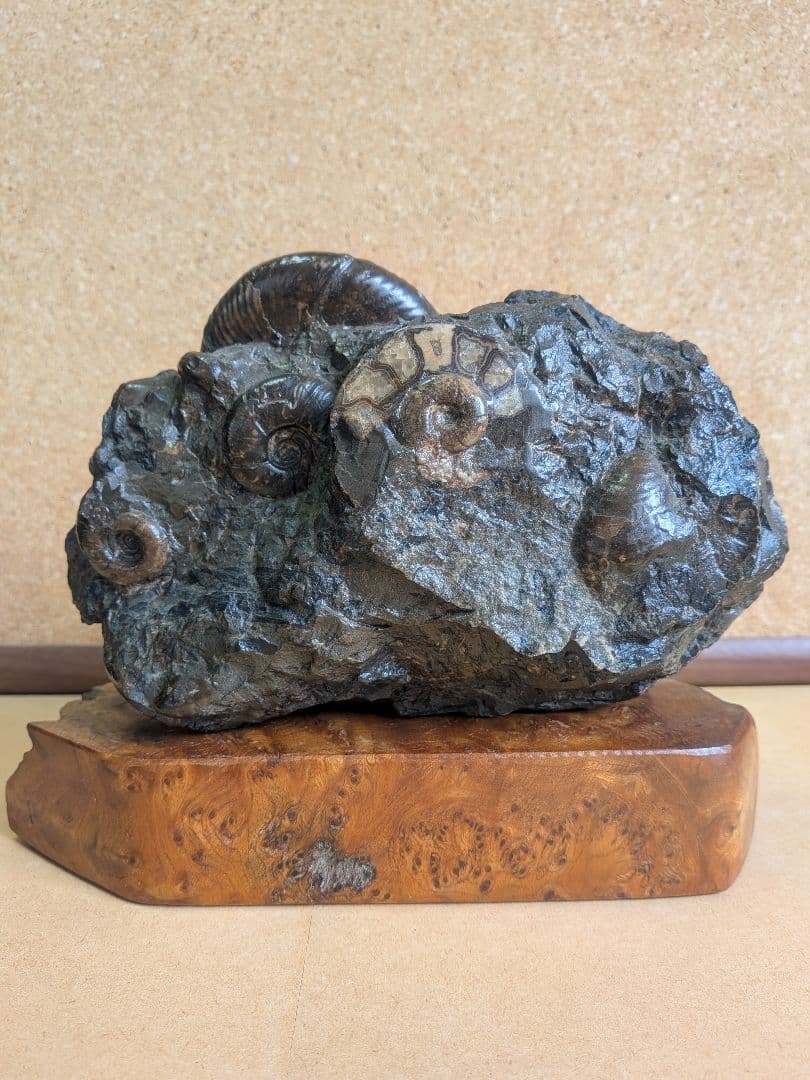 アンモナイト化石 10.0㎝.背面にもあります(299)