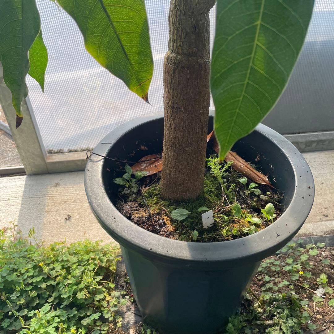 マンゴー苗　品種　リリー　10号特大